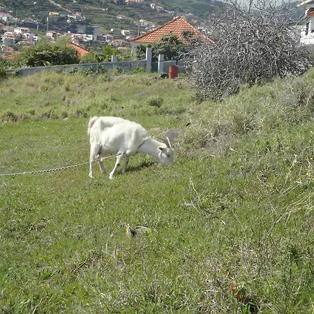House On The Tatil Evi Machico (Madeira)